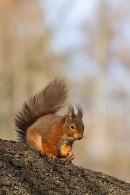 Red Squirrel with sunlit larch background 3. Mar. '25.