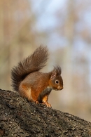Red Squirrel with sunlit larch background 2. Mar. '25.