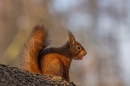 Red Squirrel with nut 1. Mar. '25.