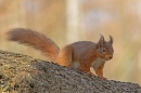 Red Squirrel with sunlit larch background 1. Mar. '25.
