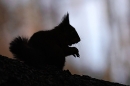Red Squirrel Silhouette. Mar. '25.
