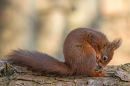 Red Squirrel....dropped something. Mar. '25.