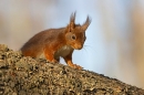 Red Squirrel looking over larch trunk. Mar. '25.