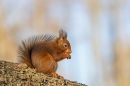 Red Squirrel eating nut on larch trunk. Mar. '25.