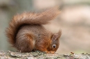 Red Squirrel having a sniff. Mar. '25.