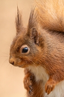 Red Squirrel Portrait. Mar. '25.