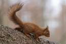 Red Squirrel...a bit damp. Mar. '25.