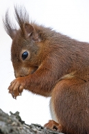 Red Squirrel in prayer. Mar. '25.