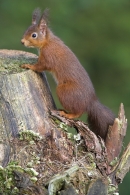 Red Squirrel climbing old pine stump.