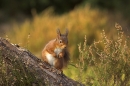 Red Squirrel on pine and heather.