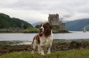 Beckham at Eilean Donan Castle.