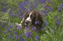 Beckham in bluebells.