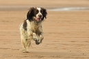 Ollie on the beach.