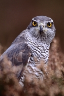 Goshawk in heather.