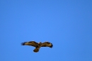 Buzzard overhead. Sept. '11.