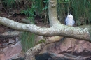 Peregrine on branch 3. Sept. '11.