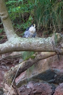 Peregrine on branch,excreting. Sept. '11.