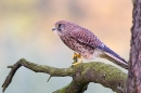 Kestrel,f on pine branch 1. Oct '11.