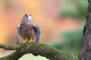 Kestrel f on pine branch 3. Oct '11.