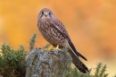 Kestrel f on lichen fence post 2. Oct '11.