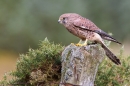 Kestrel f on lichen fence post 1. Oct '11.