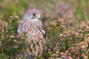 Kestrel f in heather 3. Oct '11.