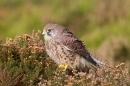 Kestrel f in heather 2. Oct '11.