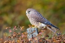 Kestrel f on beech post 1. Oct '11.