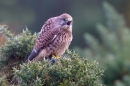 Kestrel f on gorse post 2. Oct '11.