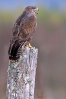 Buzzard,calling in the rain.