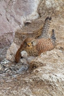 Kestrel f brooding young 2. June. '15.
