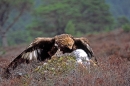 Golden Eagle with mountain hare prey.