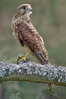 Kestrel,f