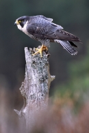 Male Peregrine on stump.