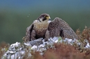 Peregrine,m feeding on pigeon.