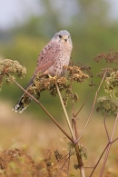 Male Kestrel on marsh plant 2. Oct. '15.