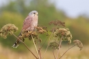 Male Kestrel on marsh plant 1. Oct. '15.