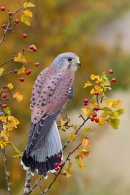 Male Kestrel on hawthorn 2. Oct. '15.