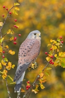 Male Kestrel on hawthorn 1. Oct.'15.