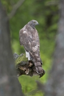 Goshawk in woodland.