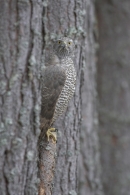 Goshawk,thru the trees.