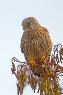 Kestrel on alder catkins. Feb.'16.