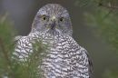 Goshawk,close up.