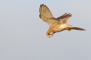 Hovering Kestrel with raised wings.Feb.'16.