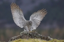 Goshawk,landing.