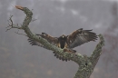 Golden Eagle,landing on tree.