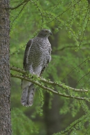 Goshawk on spring larch tree.