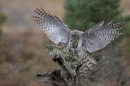 Goshawk landing on a stump.