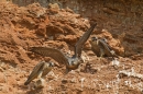 4 young Peregrines on nest 2. June '16.