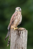 Fem.Kestrel with prey. Sept. '16.